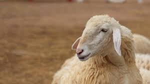 Rites of Hajj in Urdu 8 (Documentary about Hajj)