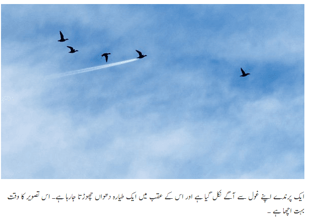 11 Funny Animal Pictures Make You Smiling