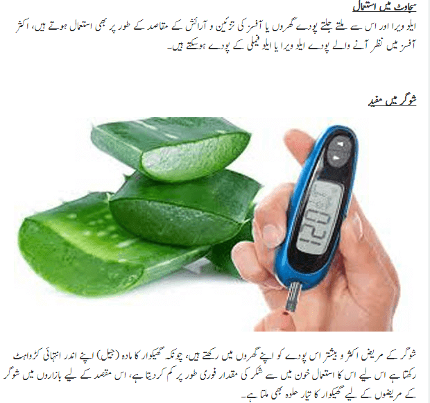 7 Amazing Home Uses of Aloe Vera