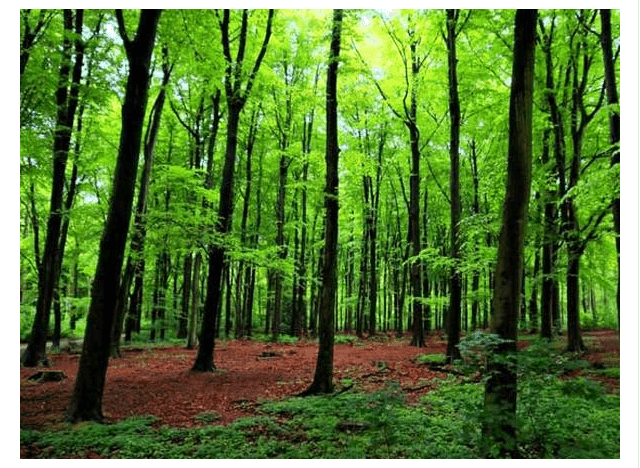 How Can We Protect Us from Smog