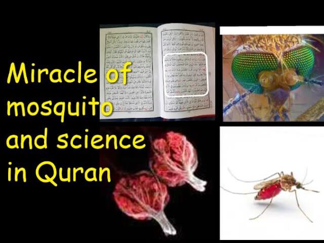 Mosquito [Quran Aur Science 12]