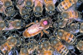 All About Honey Bee [Fitrat Ki Nishaniyan]