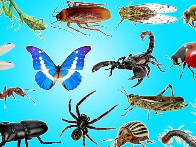 Insects and Invertebrate [Fitrat Ki Nishaniyan]